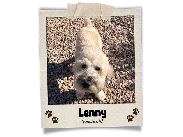 Poodini's Pet of the Month // July 2026 // Lenny