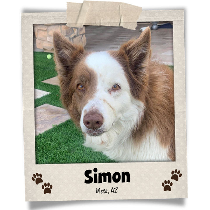 Poodini's Pet of the Month // June 2022 // Simon