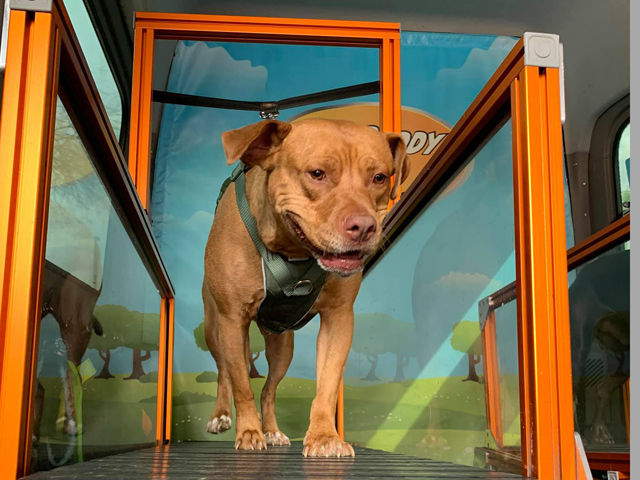 dog on treadmill