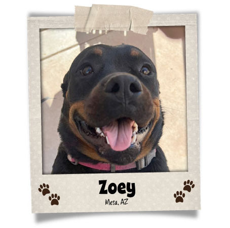 Poodini's Pet of the Month: Zoey!