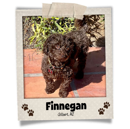 Finnegan - Shih Tzu