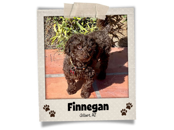 Poodini's Pet of the Month // September 2025 // Finnegan