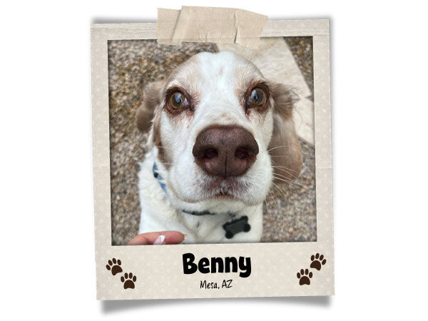 Poodini's Pet of the Month // May 2026 // Benny