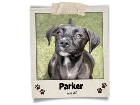 Poodini's Pet of the Month: Parker!