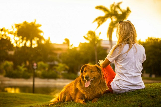 Manage Pet Stress