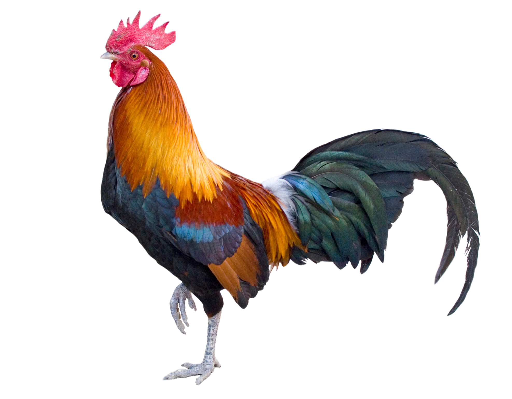 Roostesr