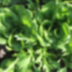 Thumbnail: Manakintowne & Virginia Growers Farm Share