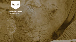 Researching illicit wildlife trade enforcement worldwide