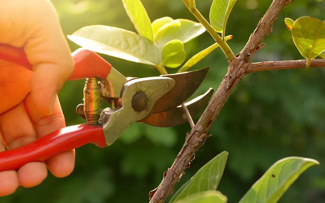 Pruning 101 by Gary Smith