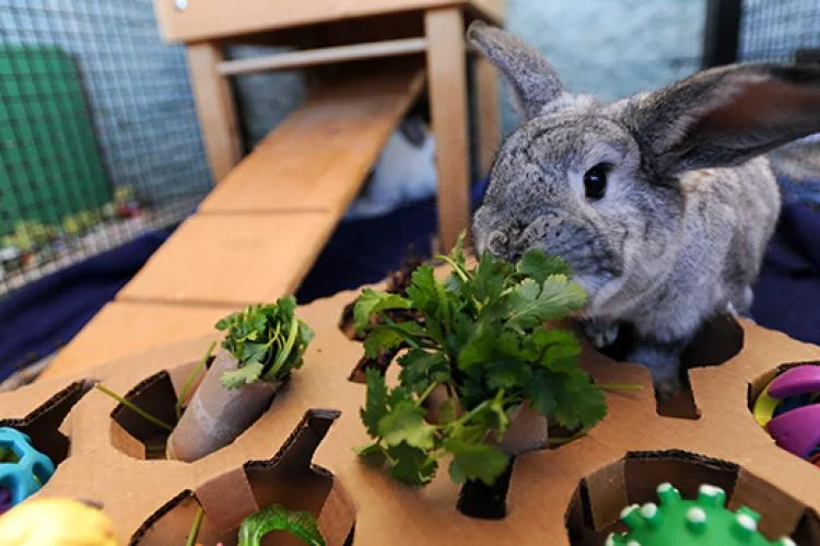 rabbit toys.webp