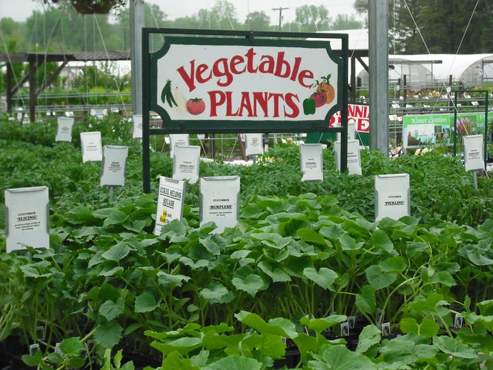 Boehler's Greenhouse Saginaw, MI Garden Center