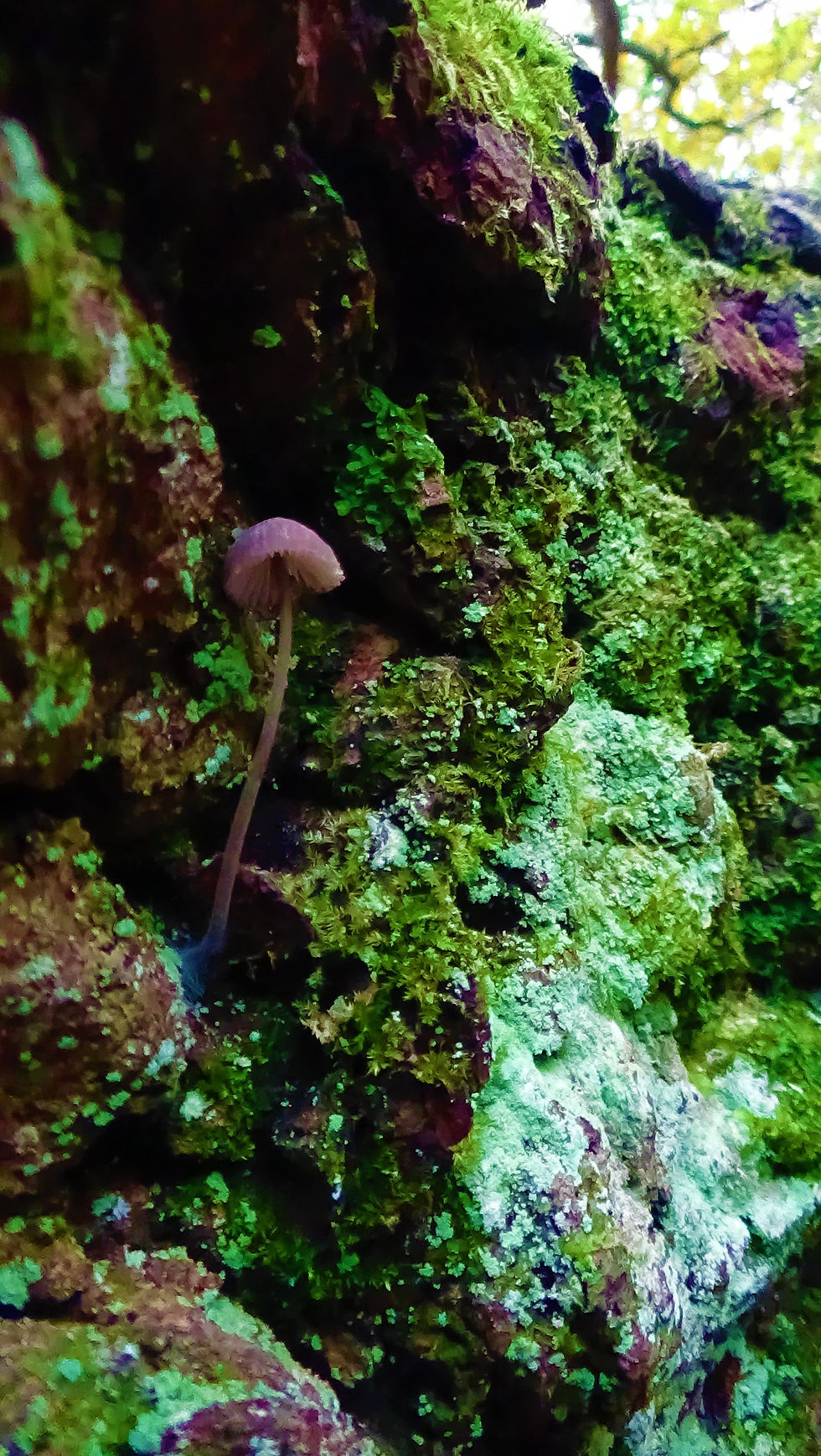 iSpot 12NOV20 Group of Mushrooms Growing on a Fallen Oak Tree Play Lane Millennium Green