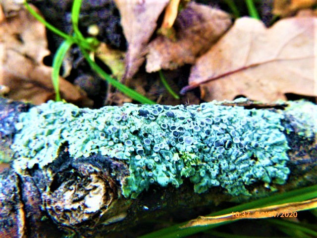 iSpot 08NOV20 Lichens growing on a fallen Oak branch, Red Squirrel Dell