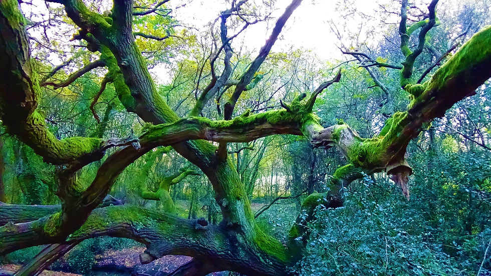 iSpot 12NOV20 Mushroom on Fallen Oak Tree Play Lane Millennium Green