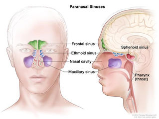 The Nose Knows: "Blow" your Sinus Problems Away!