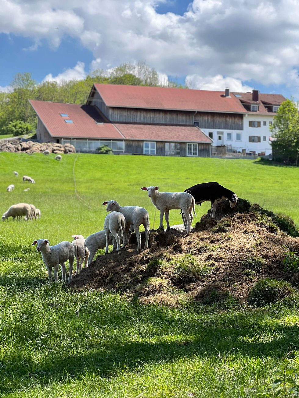 hofleben_biohof-mangold_bogenrebellen_6759.jpg