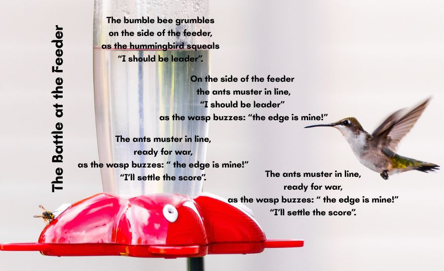 The Battle at the Feeder
