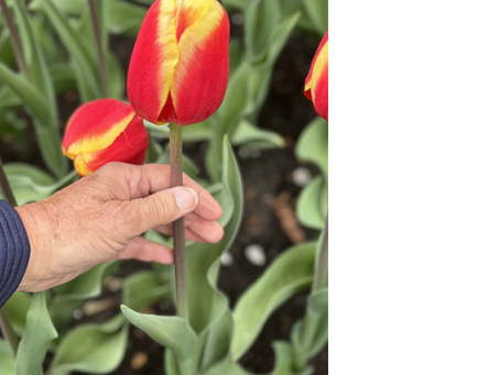 A Flower's Soliloquy