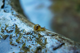 DSC_0583_PS1.jpg
