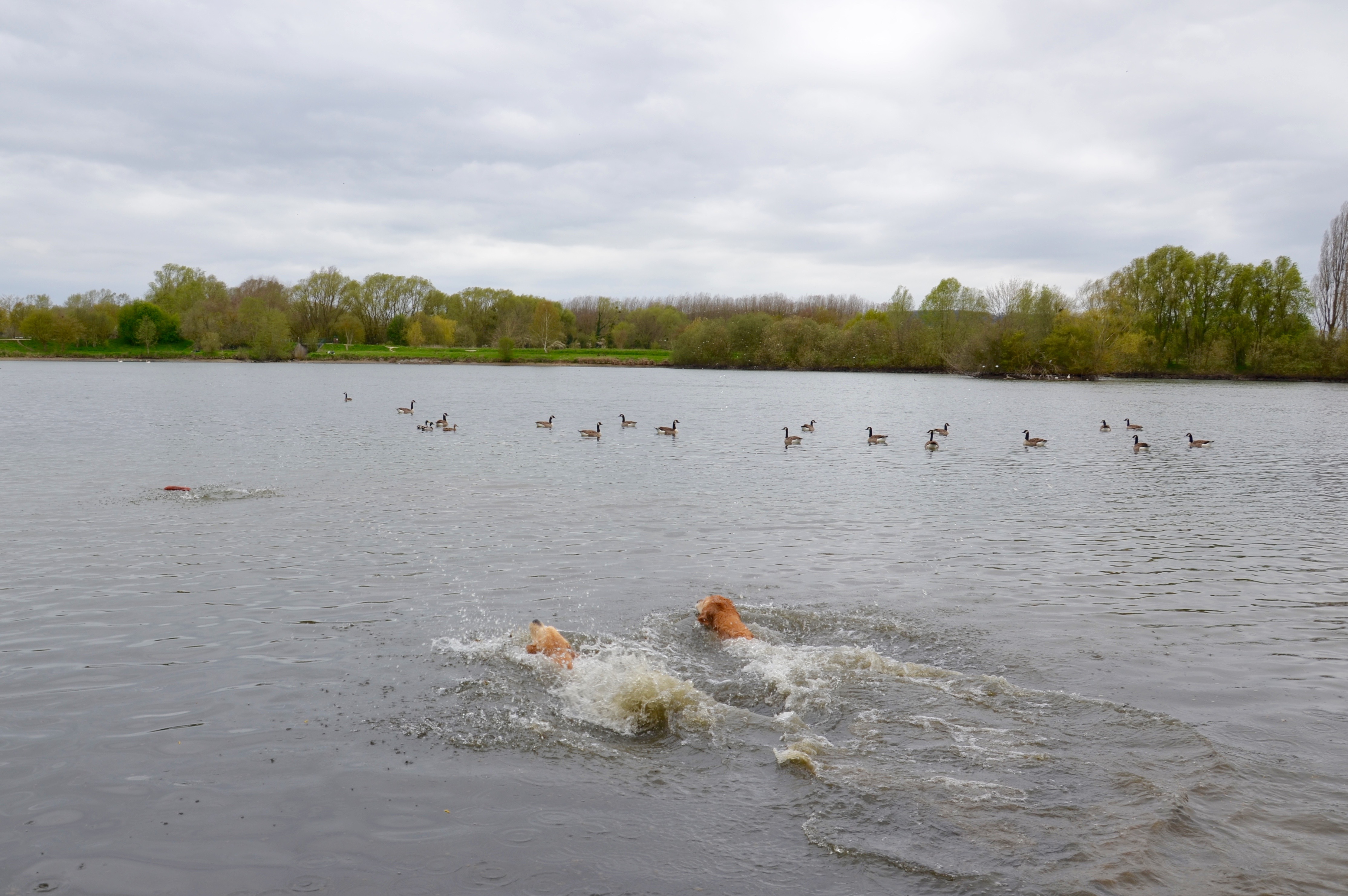 Etang de Brétigny
