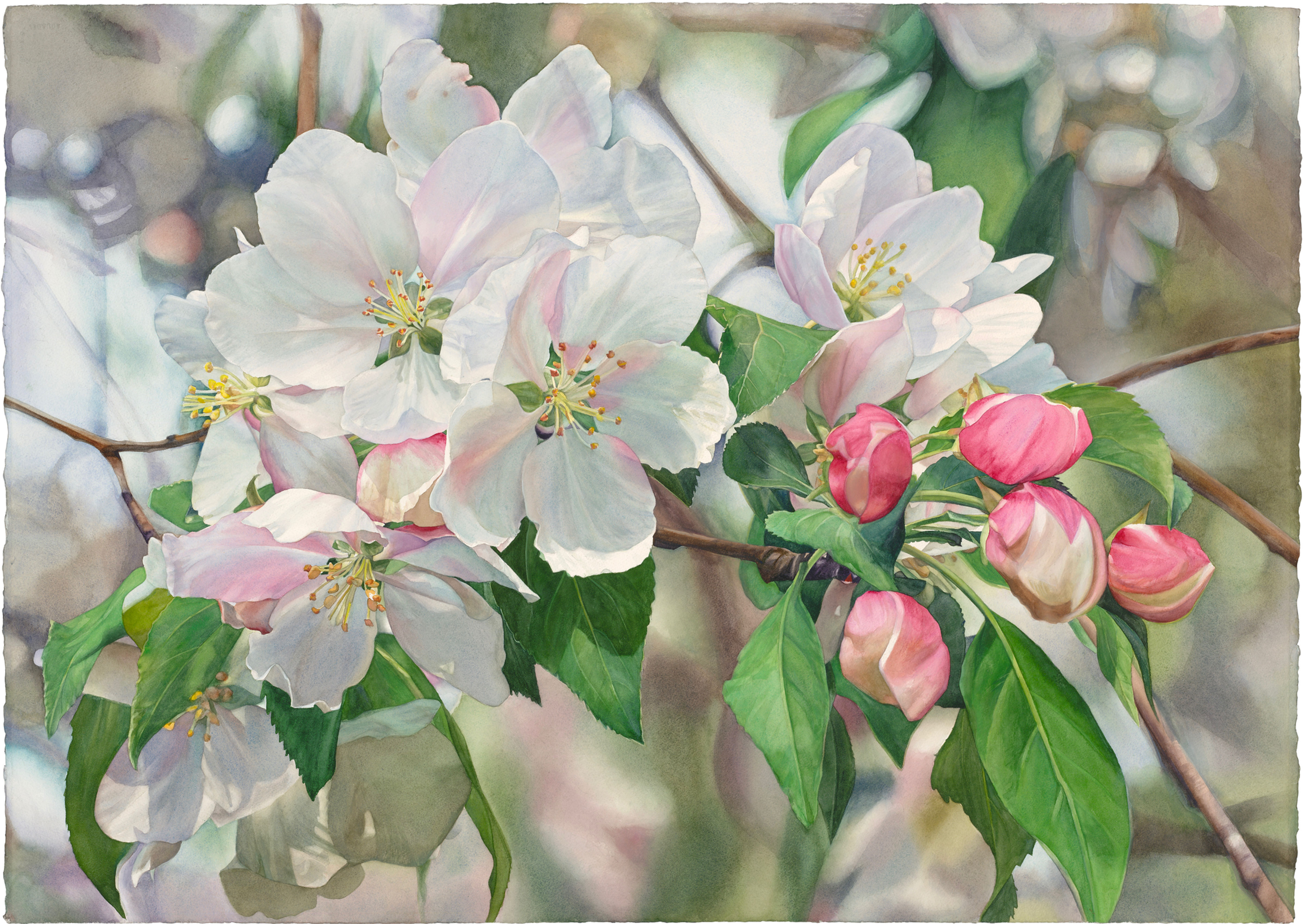 Crabapple with Buds
