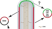 fimmu-11-02187-g003.jpeg