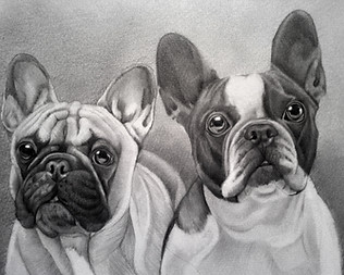 French Bulldog Drawing
