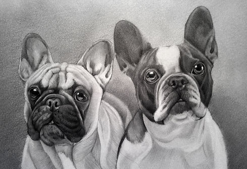 Bulldogs Sketch
