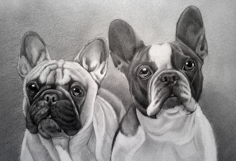 French Bulldog Drawing