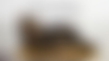 What to Expect: Your Cat's First Stay at The Great Catsby