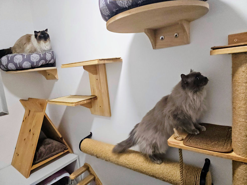 Two ragdoll cats at The Great Catsby