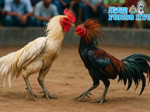 Da Ga Campuchia Han Che Nhieu Tot Hon So Voi Soi FUN88 KYC
