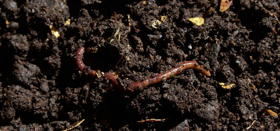 A close-up of a worm in compost