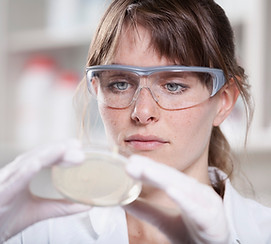 Scientist examining petri dish