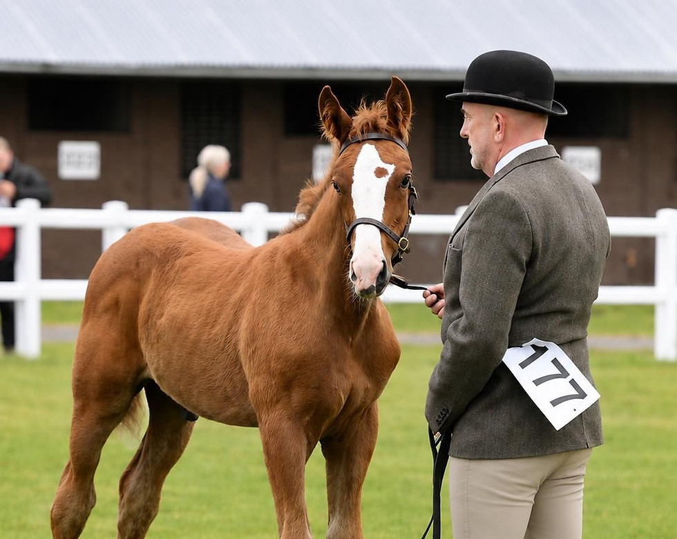 g horse.jpg