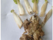 BANOTU ZEHİRLENMESİ OLGU & KONU