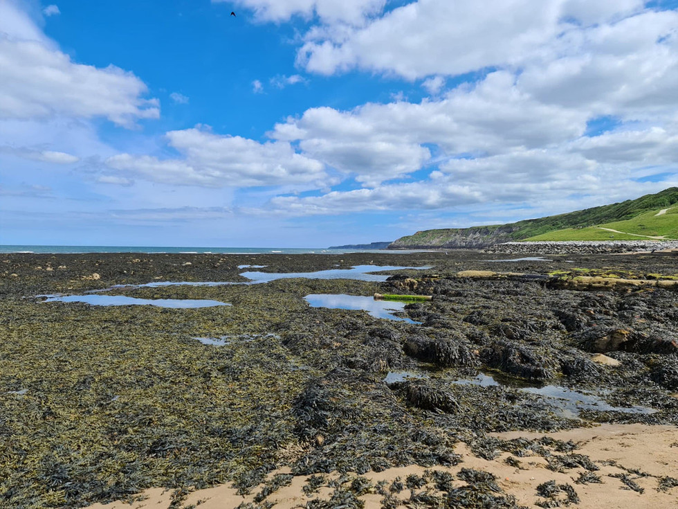 Rocky Seaweed