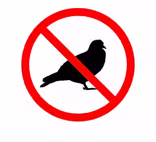 No pigeon.avif