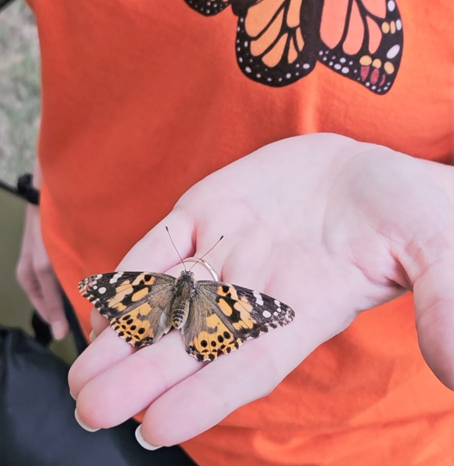 Painted Lady Butterfly Releases