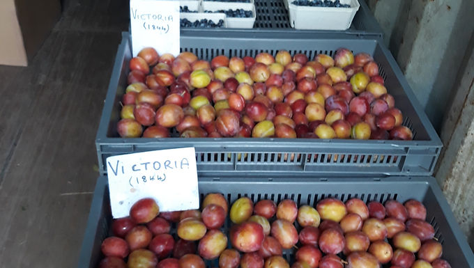 Augernik Fruit Farm