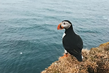 bird at water's edge