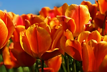 red and yellow tulips