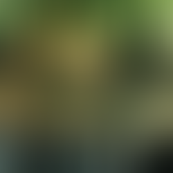 Sunlight beams through lush green trees onto a peaceful forest stream, creating a serene and tranquil atmosphere.