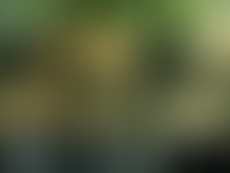 Sunlight beams through lush green trees onto a peaceful forest stream, creating a serene and tranquil atmosphere.