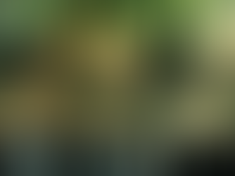 Sunlight beams through lush green trees onto a peaceful forest stream, creating a serene and tranquil atmosphere.
