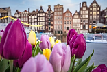 tulips and architecture along rhine river