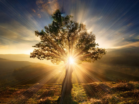A sunlit tree stands on a grassy hill, with sunlight radiating through branches, against a backdrop of a vibrant sunset sky. Mood is serene.