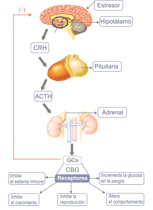 Ruta de activación del eje hipotálamo-pituitaria-adrenal (HPA)