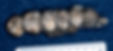 LH5 maxilla
