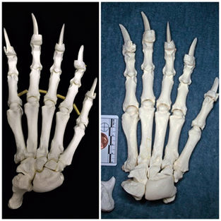 MS004 Black Bear Forepaw